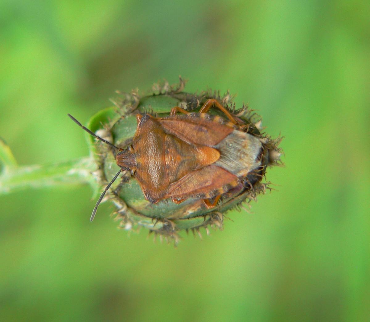 Carpocoris purpureipennis (1) ? S